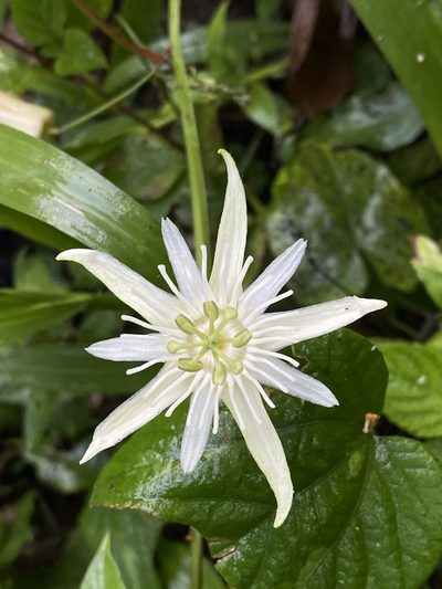 Passiflora capsularis, photographed by Grete Pasch