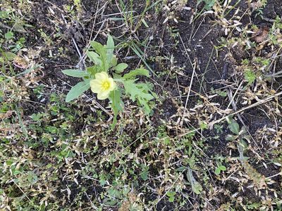 Oenothera laciniata, photographed by mularo1