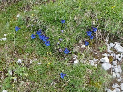 Gentiana angustifolia, photographed by Daniel Cahen