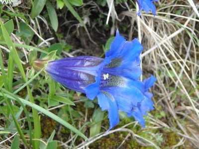 Gentiana angustifolia, photographed by Daniel Cahen