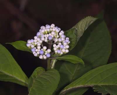 Hydrangea febrifuga, photographed by portioid