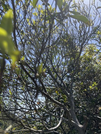 Ficus variolosa, photographed by Yj