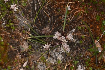 Allium obtusum, photographed by Trevor Van Loon