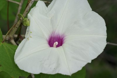 Ipomoea pandurata, photographed by Michelle W. （鍾偉瑋）