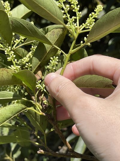 Itea chinensis, photographed by Yj