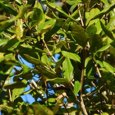 Syzygium maire, photographed by Stephen Thorpe