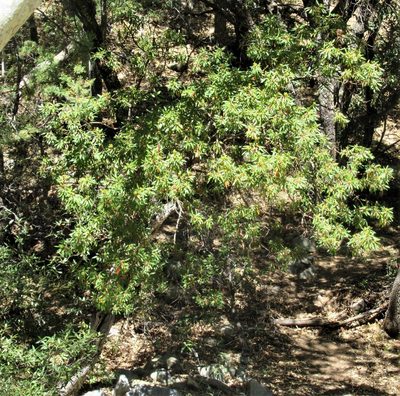 Arbutus arizonica, photographed by sprcrkwild