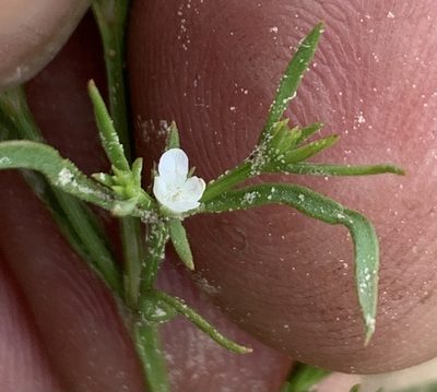 Polypremum procumbens, photographed by Northcut