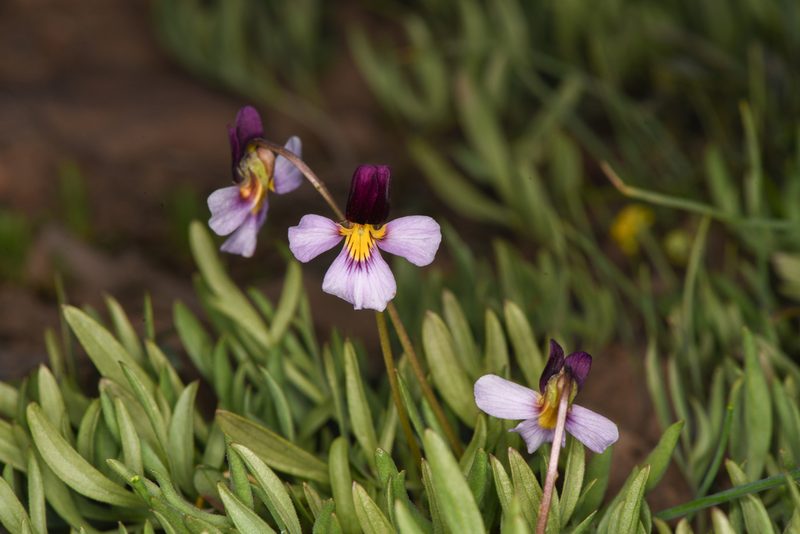 Viola beckwithii, photographed by Trevor Van Loon