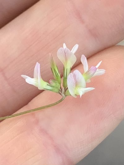 Trifolium breweri, photographed by Kate Manning
