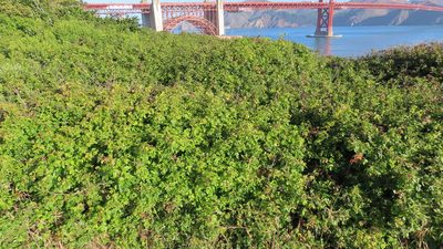 Toxicodendron diversilobum, photographed by Jeff Harter