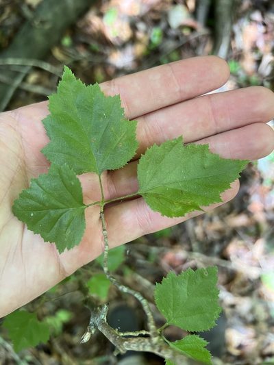 Crataegus iracunda, photographed by sblumen