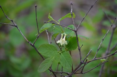 Lonicera utahensis, photographed by Josiah Londerée
