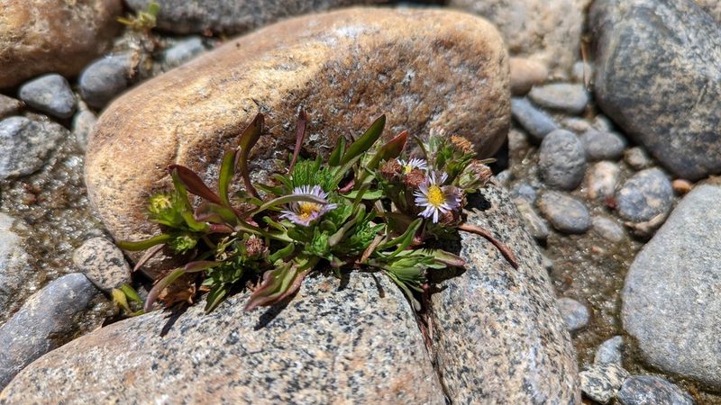 Symphyotrichum frondosum, photographed by Trevor Van Loon