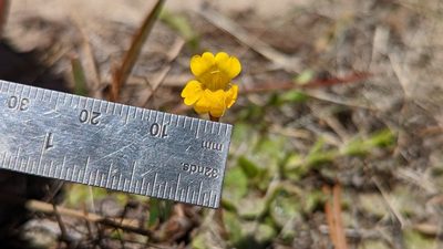 Erythranthe primuloides