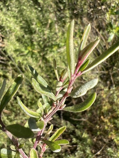 Atriplex paludosa, photographed by Steve Llewellyn