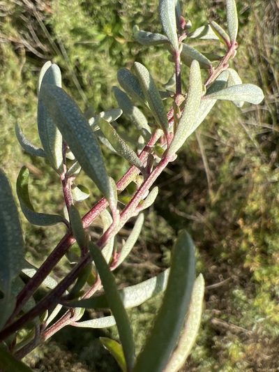 Atriplex paludosa, photographed by Steve Llewellyn