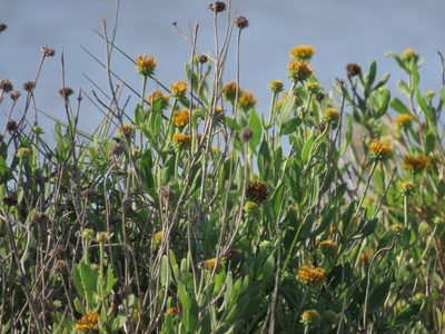 Borrichia frutescens, photographed by Suanne Pyle