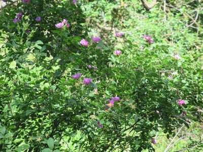 Rosa californica, photographed by Dorothy Johnson