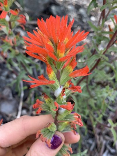 Castilleja pruinosa, photographed by Kate Manning