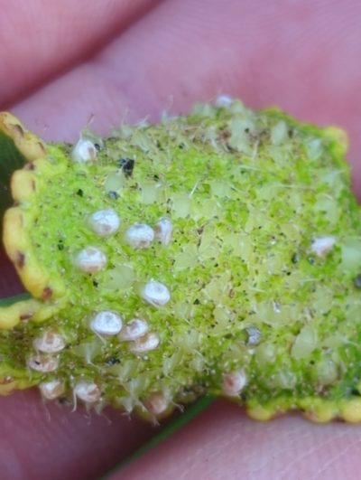 Dorstenia contrajerva, photographed by rockybajada