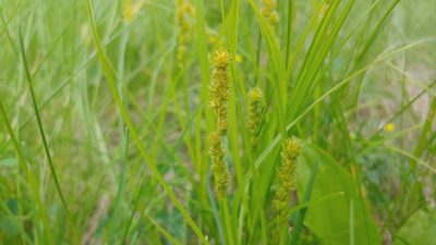 Carex vulpinoidea, photographed by Ryan Sorrells
