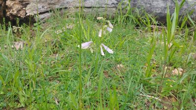 Penstemon hirsutus, photographed by Ryan Sorrells