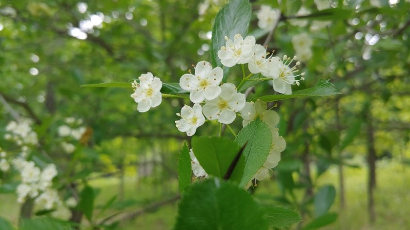 Crataegus crus-galli, photographed by Ryan Sorrells