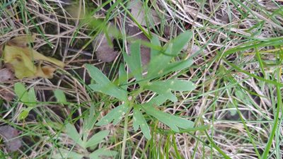 Ranunculus fascicularis, photographed by Ryan Sorrells
