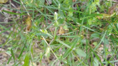 Cerastium fontanum, photographed by Ryan Sorrells