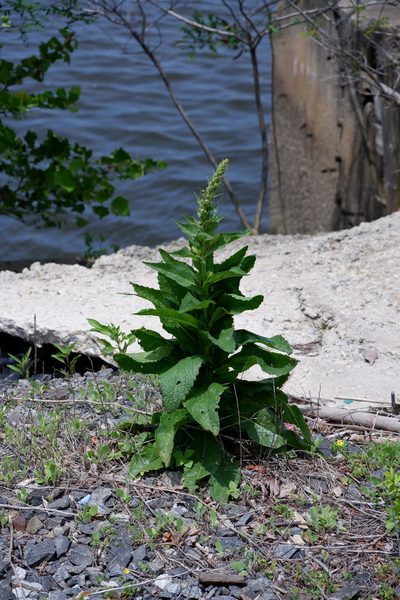 Verbascum maurum, photographed by Bonnie Semmling