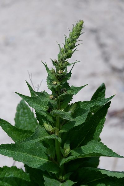 Verbascum maurum, photographed by Bonnie Semmling