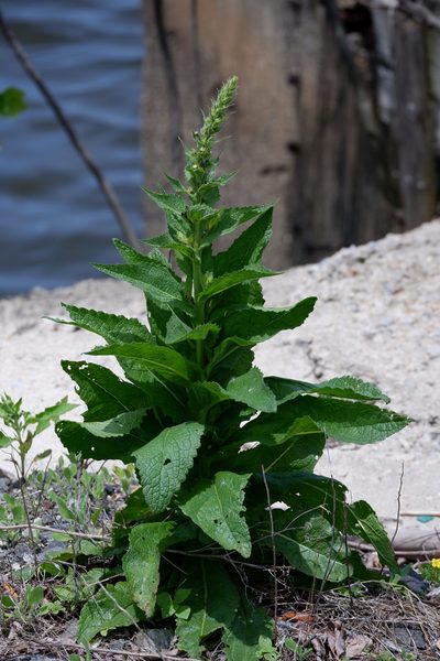 Verbascum maurum, photographed by Bonnie Semmling