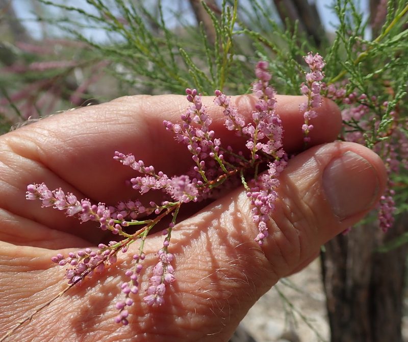 Tamarix ramosissima, photographed by Henrik Kibak
