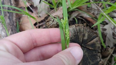 Carex blanda, photographed by Ryan Sorrells
