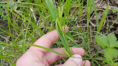 Carex granularis, photographed by Ryan Sorrells