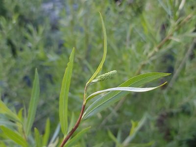 Salix exigua, photographed by Daniel S.