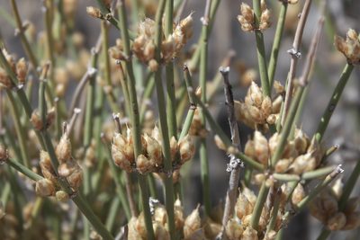 Ephedra torreyana, photographed by Robert Webster