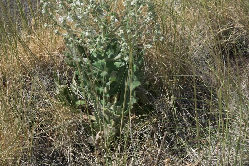 Salvia aethiopis, photographed by Robert Webster