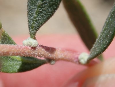 Grayia spinosa, photographed by Henrik Kibak