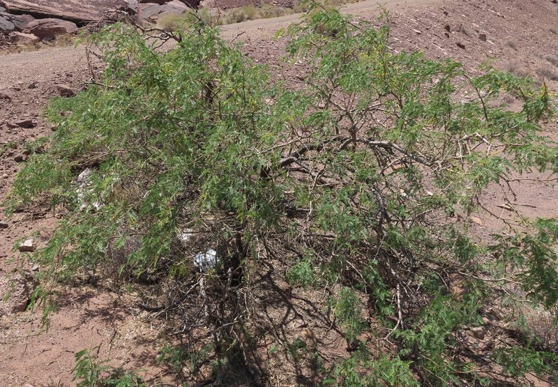 Neltuma odorata, photographed by Robert Webster