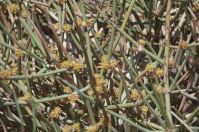 Ephedra torreyana, photographed by Robert Webster
