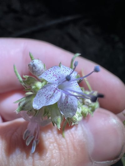 Ipomopsis polyantha, photographed by Jared Shorma