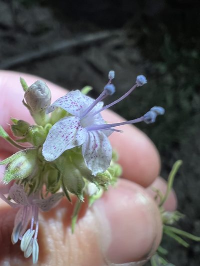 Ipomopsis polyantha, photographed by Jared Shorma