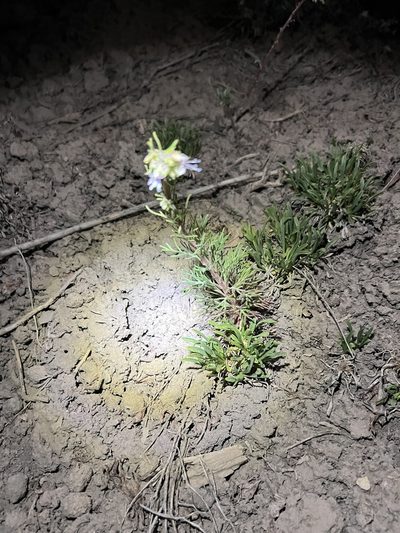 Ipomopsis polyantha, photographed by Jared Shorma