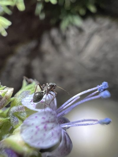 Ipomopsis polyantha, photographed by Jared Shorma