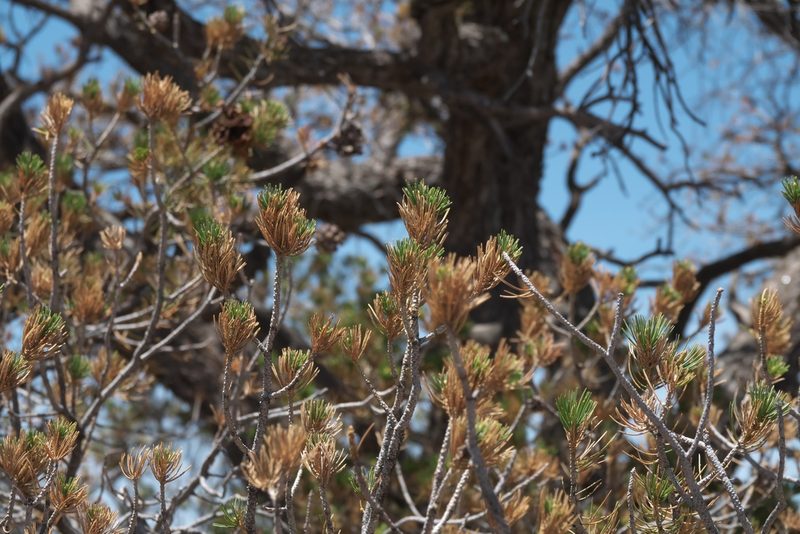 Pinus edulis, photographed by Robert Webster
