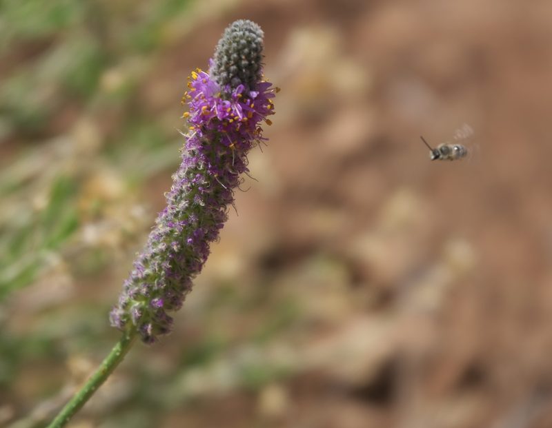 Dalea searlsiae, photographed by Robert Webster