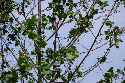 Platanus occidentalis, photographed by Bonnie Semmling