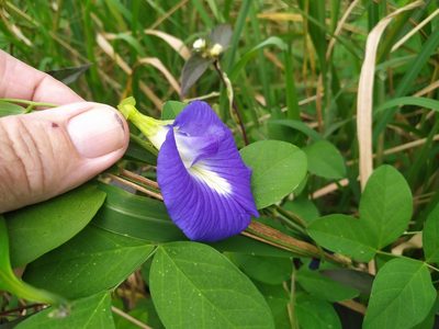Clitoria ternatea